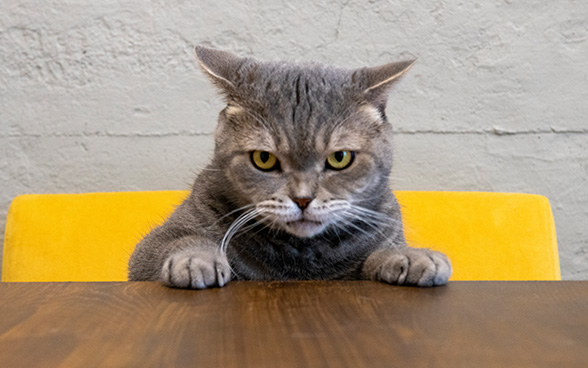 Angry looking gray cat sitting at a table on a yellow chair