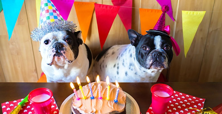 Dogs celebrating their birthday
