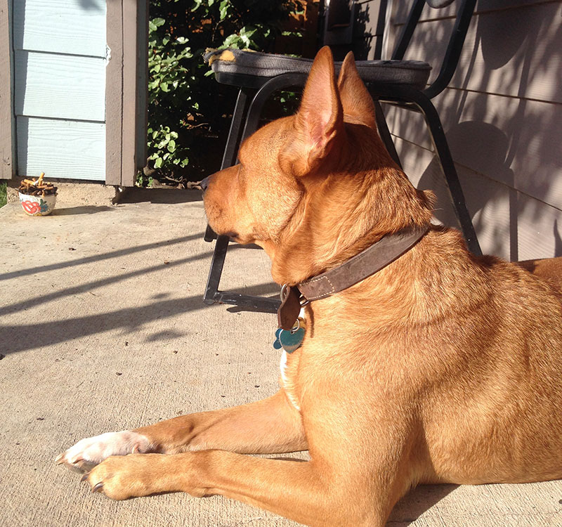 Red - Michele's Dog