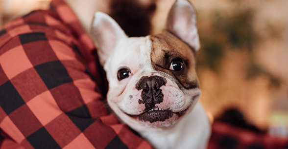 cute french bulldog