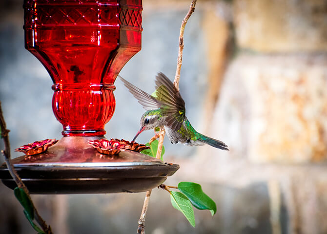 hummingbird at a feeder